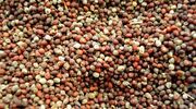Bayer partner with MustGrow to commercialise bio-pesticides from mustard seed