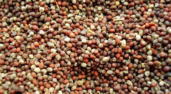 Bayer partner with MustGrow to commercialise bio-pesticides from mustard seed