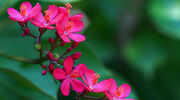 Singapore’s JOil awarded Gold Standard sustainability certification for Jatropha plantation