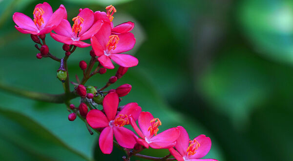 Singapore’s JOil awarded Gold Standard sustainability certification for Jatropha plantation