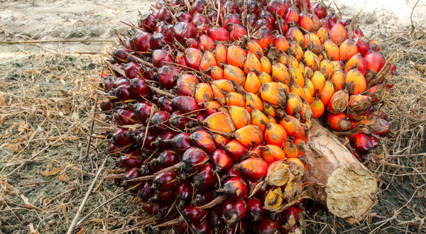 Food producers reversing palm oil ban due to acute sunflower oil shortage