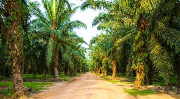 Top nine retailers in Europe committing to sustainable palm oil