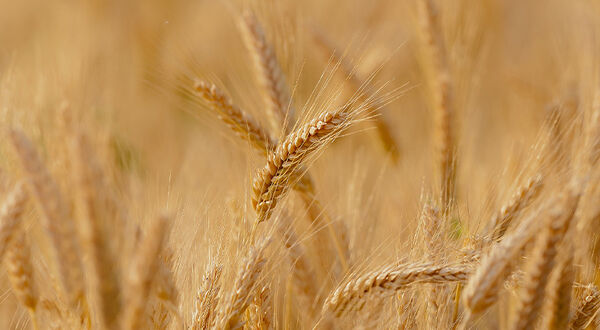 FAO Food Price Index climbs as Ukraine conflict drives price hikes in grains and oils