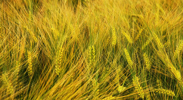 India exempts genome-edited crops from stringent GM regulations
