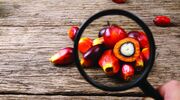 Indonesia plans to extend palm oil export tax waiver to end of year