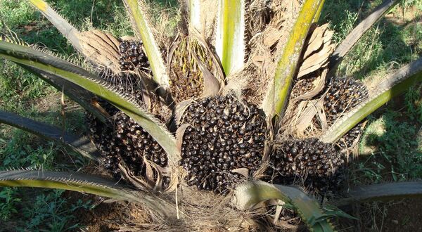 Indonesia ends palm oil export ban and reinstates schemes to secure supply of domestic cooking oil