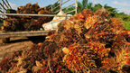 Malaysian palm oil exports to face pressure from Indonesian push