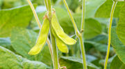 EC approves three GE crops for food and feed import