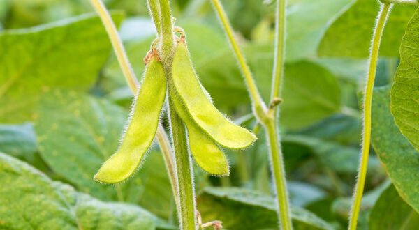 EC approves three GE crops for food and feed import