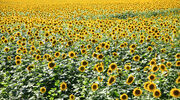 Russia to hike sunflower export levy from start of June