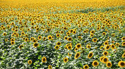 Kernel’s growth in trans-shipment volumes driven by higher edible oil exports