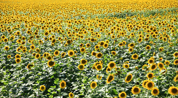 Turkey set for record sunflowerseed crop