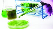 Researchers develop method to prevent algae feedstock crop collapse