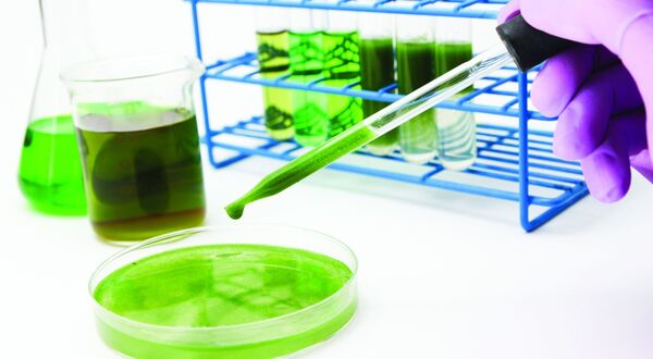 Researchers develop method to prevent algae feedstock crop collapse