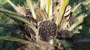 USA continues shift to palm-based fatty acids
