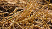 New Energy Blue to supply Dow with corn-based ethylene