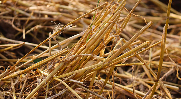 VERBIO opens new renewable natural gas plant in USA processing corn stover