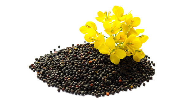 China’s new rapeseed variety produces record yield