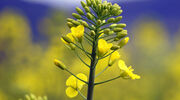 Cargill set to close UK rapeseed crushing plant