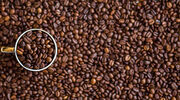 Caffe Inc set to build recycling plant in Amsterdam to turn coffee waste into coffee oil and blocks