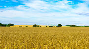 Ukraine’s agriculture ministry says Russia has exported at least 400,000 tonnes of grain from the country since invasion