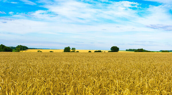 Ukraine’s agriculture ministry says Russia has exported at least 400,000 tonnes of grain from the country since invasion