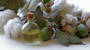 Researchers use epoxidised cottonseed oil for textile finishes