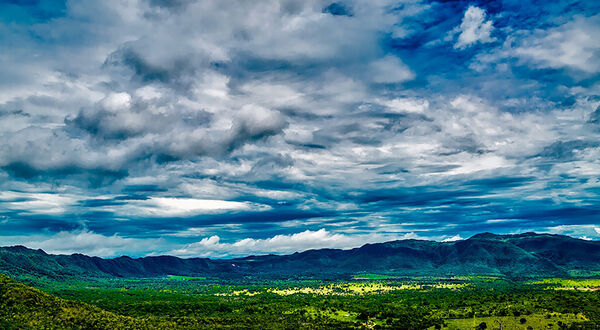 Agribusiness giants develop new method to disclose deforestation-free soya purchases from Brazil’s Cerrado region