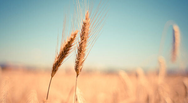 BBC report says stolen Ukrainian grain taken to annexed Crimea and onwards to ﻿Turkey and Syria