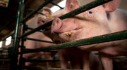 EU feed industry faces challenges due to drop in demand