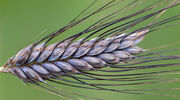 New study indicates wild wheat gene could provide protection against insects