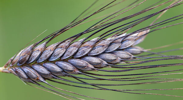 New study indicates wild wheat gene could provide protection against insects