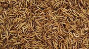South Korean study shows flavourings made from insects could be used in convenience foods as source of protein