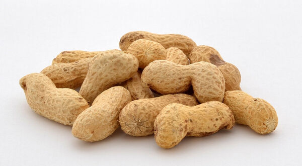 Senegal peanut production forecast to be 7% higher in 2022/23