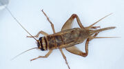 EU allows house crickets in food products