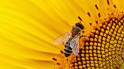 EU court puts end to emergency use of bee-toxic pesticides