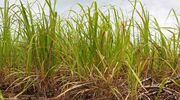 Brazil’s CTC expects increased adoption of GM sugarcane following Chinese approval of imports for two varieties