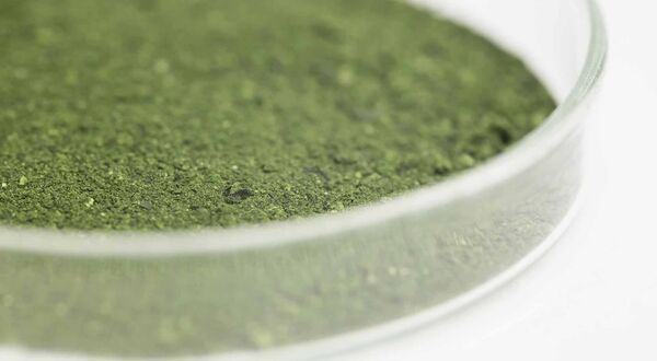 Neste looking into opening algae pilot facility in Spain