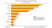 International Grains Council forecasts global sunflowerseed crop to reach 54.8M tonnes in 2023/24