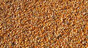 Bayer invests Є600M in corn seed production facility in Ukraine