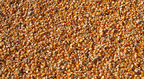 Bayer invests Є600M in corn seed production facility in Ukraine