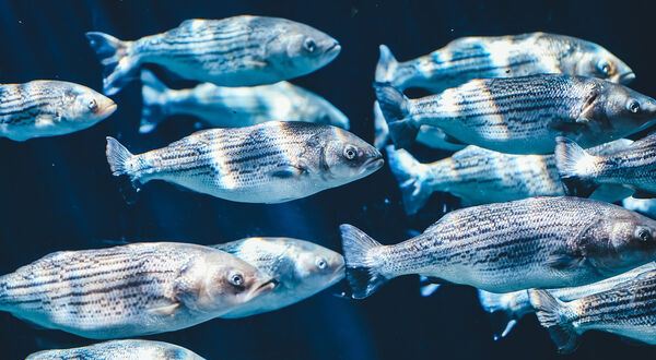 Researchers work towards developing technologies to extract collagen and oil from fish residues