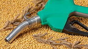 Paraguayan and Argentine agricultural unions question proposed European restriction on soyabeans in biofuel use