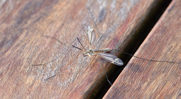 Surfactant spray provides mosquito control without use of insecticides