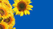 Ukraine exports 2.4M tonnes of sunflower oil in first half of 2025