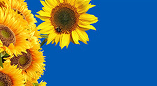 Ukraine to expand sunflower and rapeseed planted areas