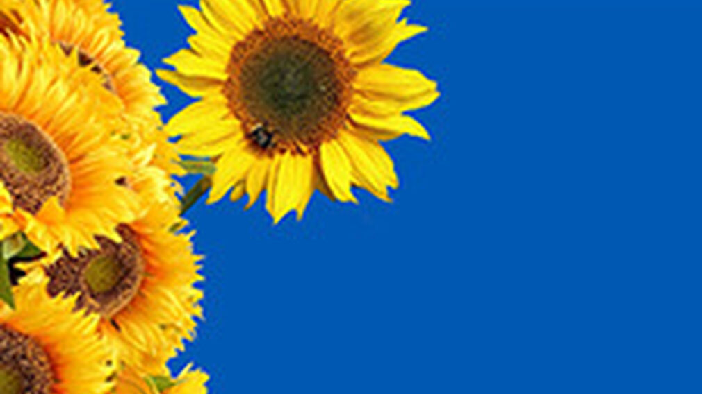 Ukraine exported 2.4M tonnes of sunflower oil in the first half of this year. Image source: Pixabay