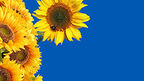 Spain overtakes India as largest importer of Ukrainian sunflower oil