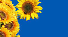 Spain overtakes India as largest importer of Ukrainian sunflower oil