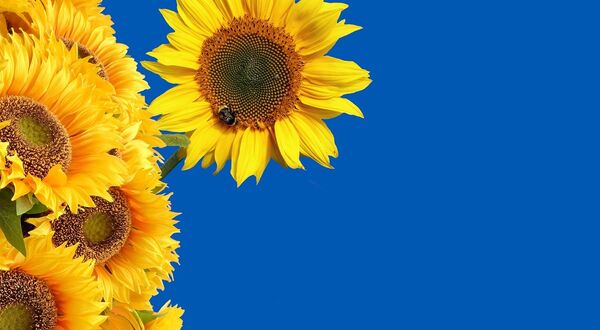 Speculation resumes on Bulgaria lifting Ukrainian sunflowerseed import ban